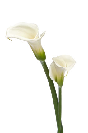 HD Quality Wallpaper | Collection: Earth, 283x424 Calla Lily