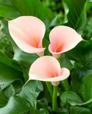 Images of Calla Lily | 300x372