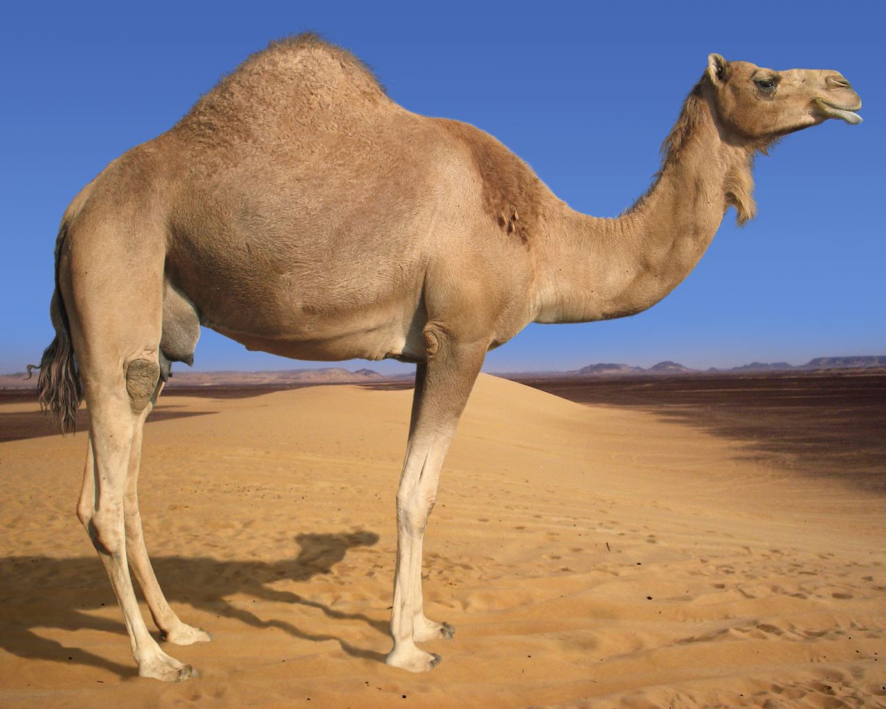 Nice wallpapers Camel 1280x1024px