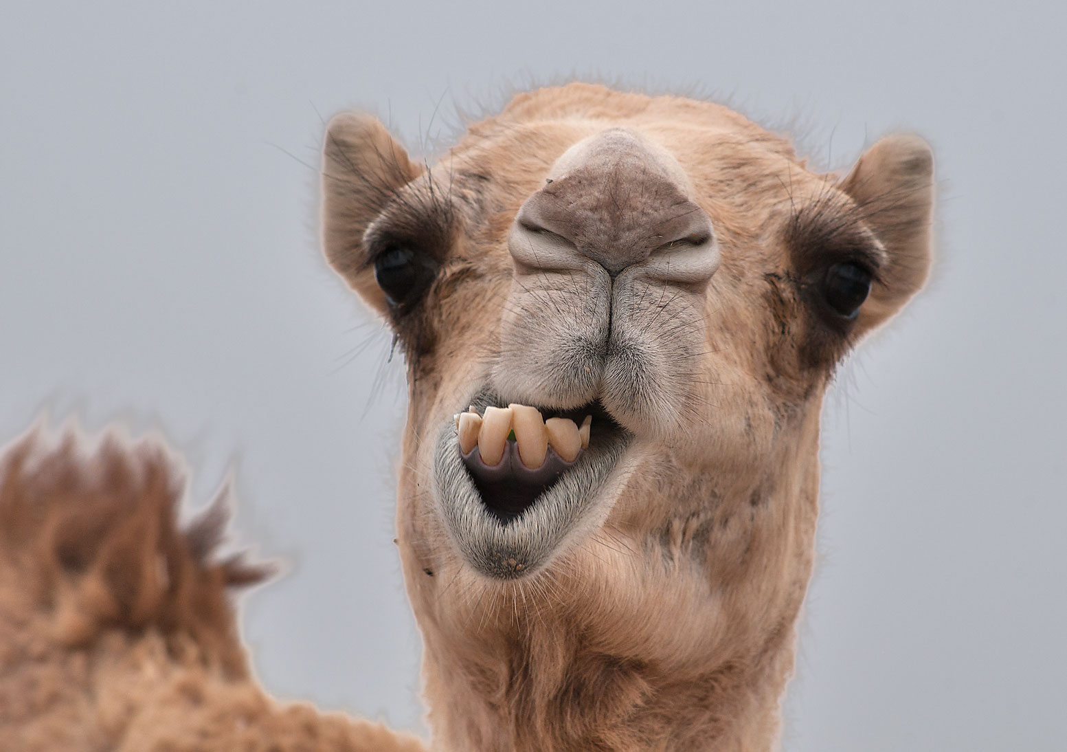 Camel Pics, Animal Collection