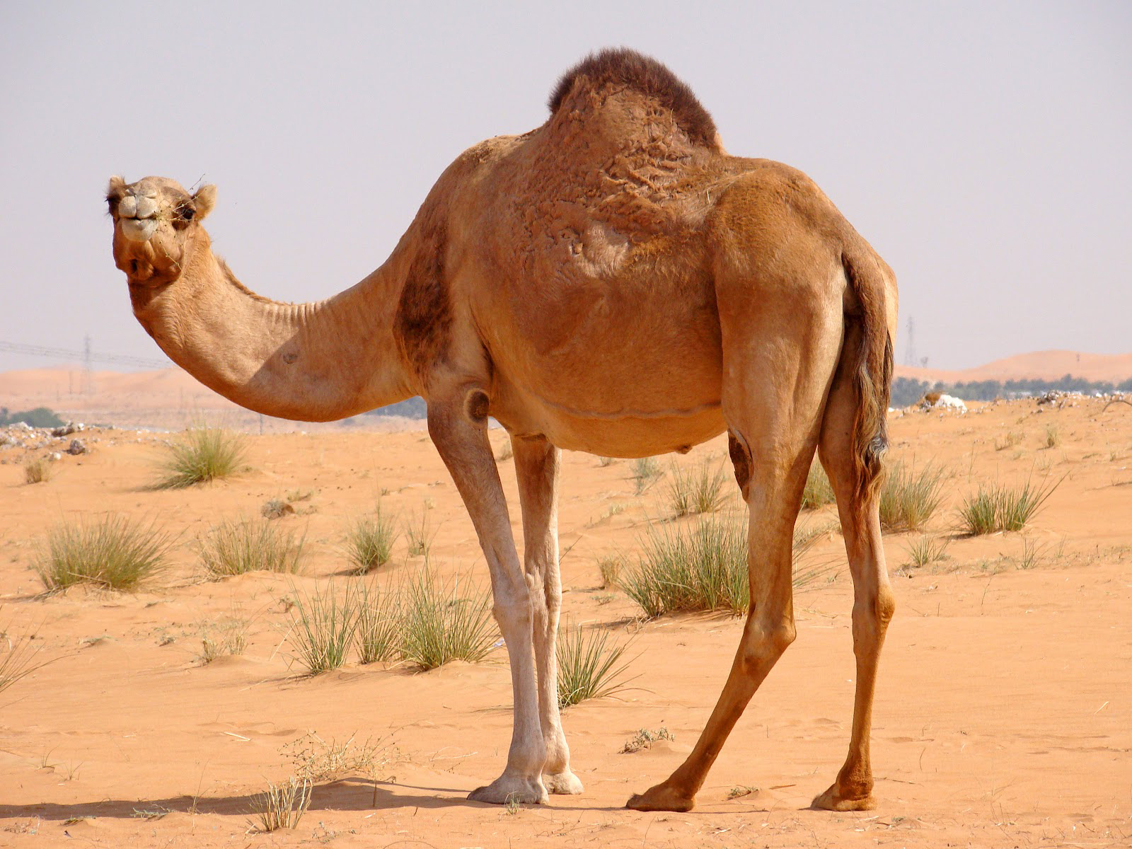 Camel #7