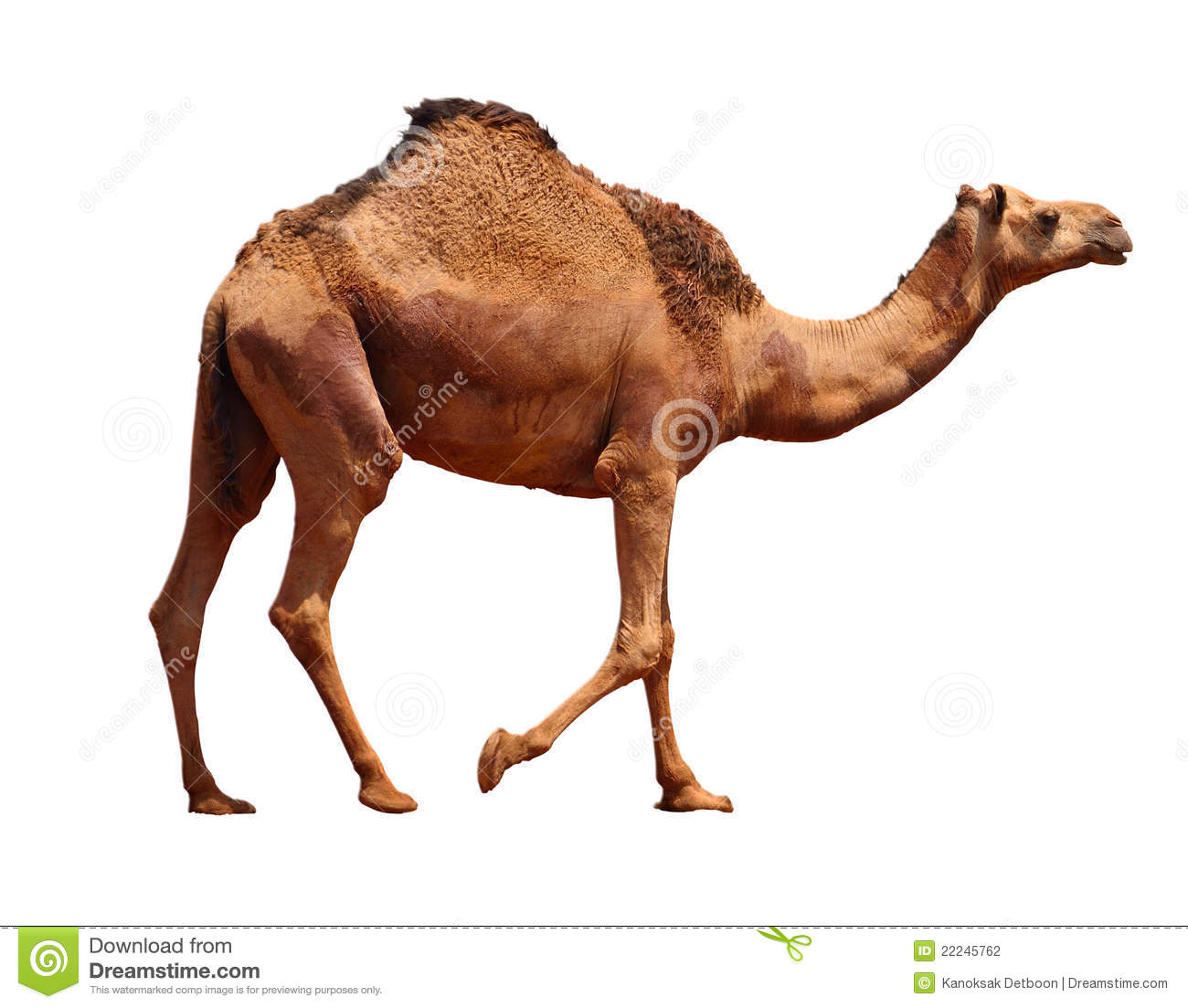 1300x1103 > Camel Wallpapers