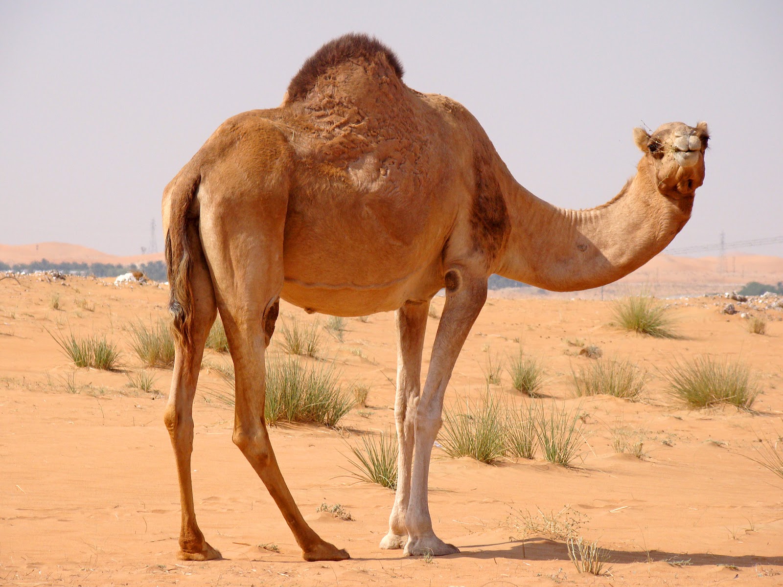 Images of Camel | 1600x1200