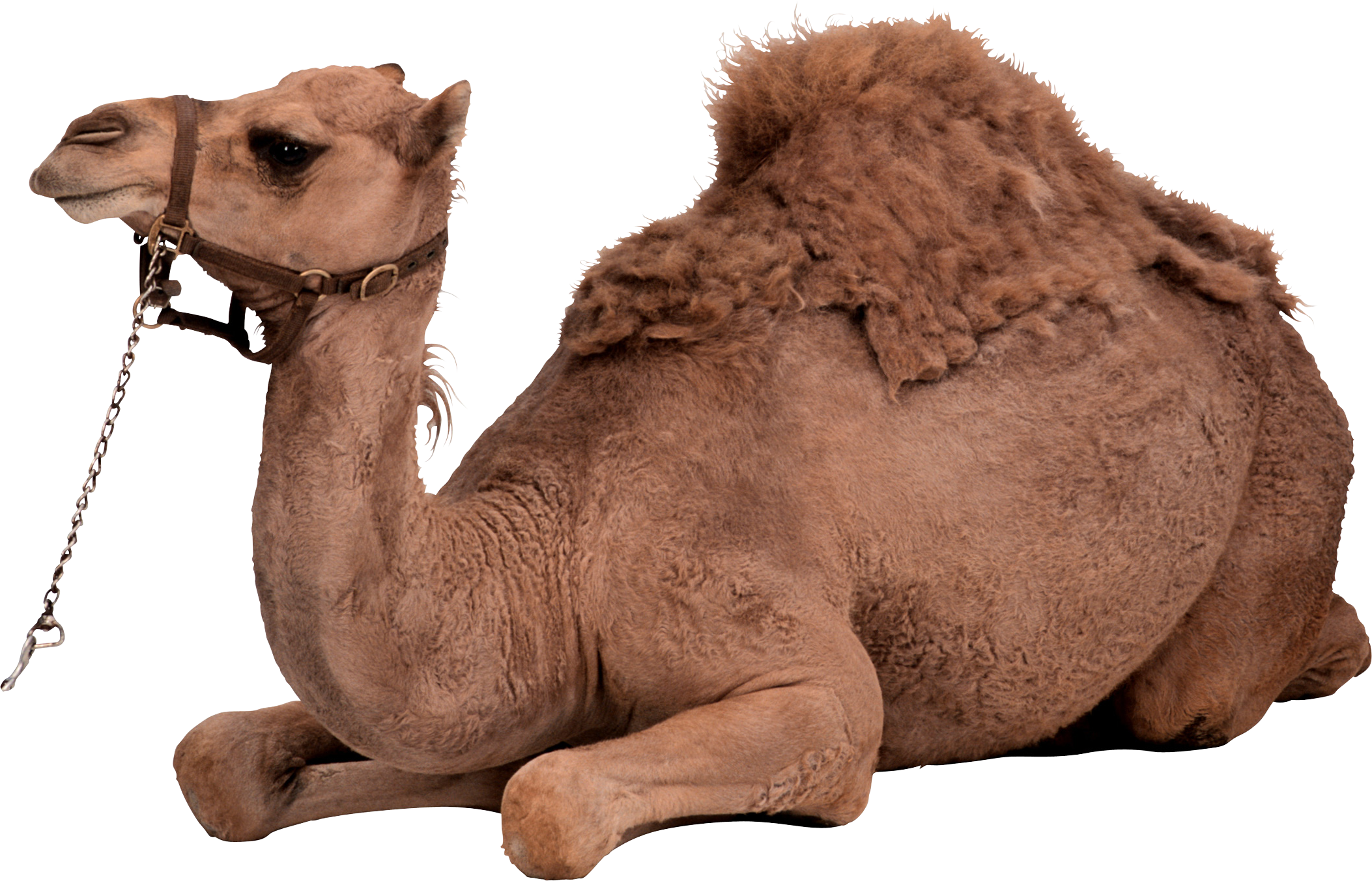 Nice wallpapers Camel 2106x1353px