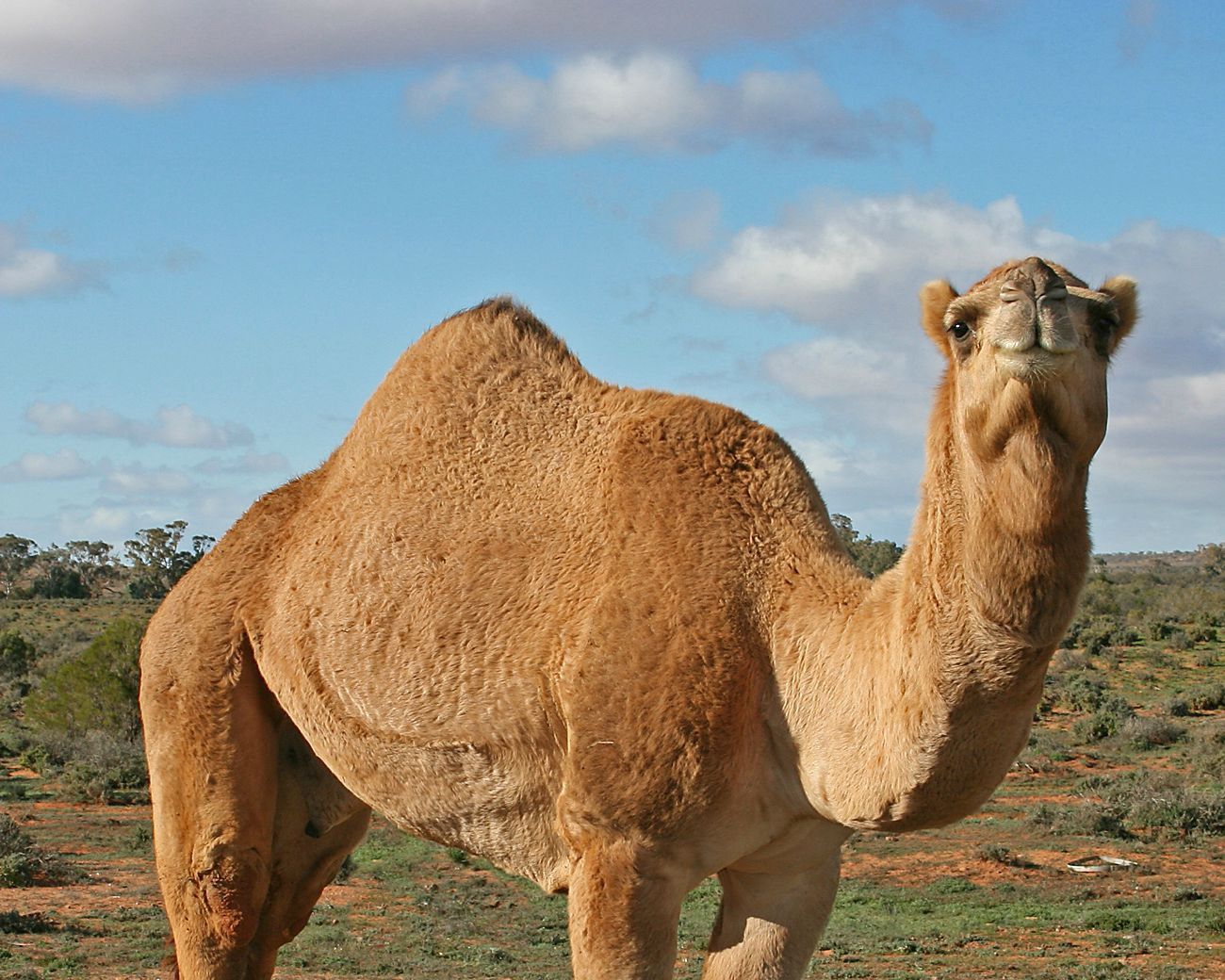 Camel High Quality Background on Wallpapers Vista