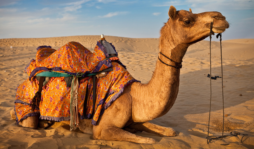 Camel High Quality Background on Wallpapers Vista