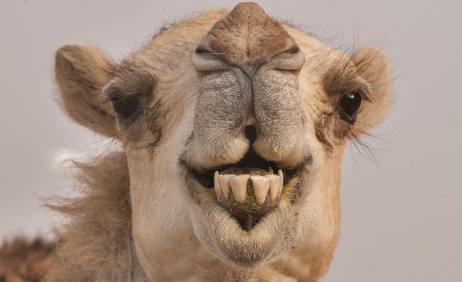 Camel #12