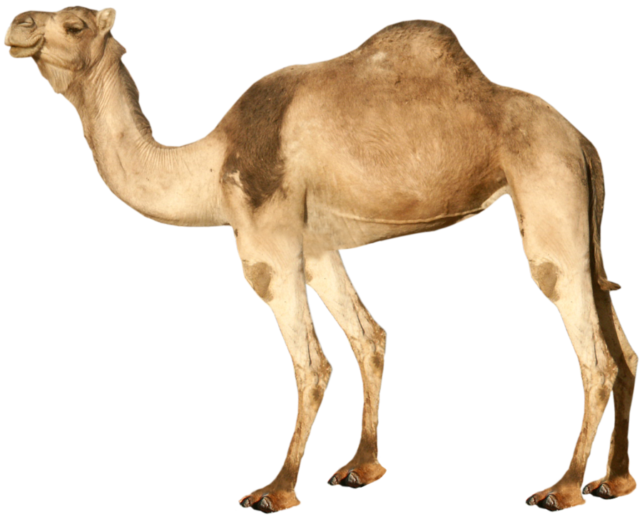 HD Quality Wallpaper | Collection: Animal, 900x725 Camel