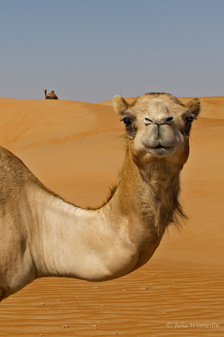 736x1104 > Camel Wallpapers