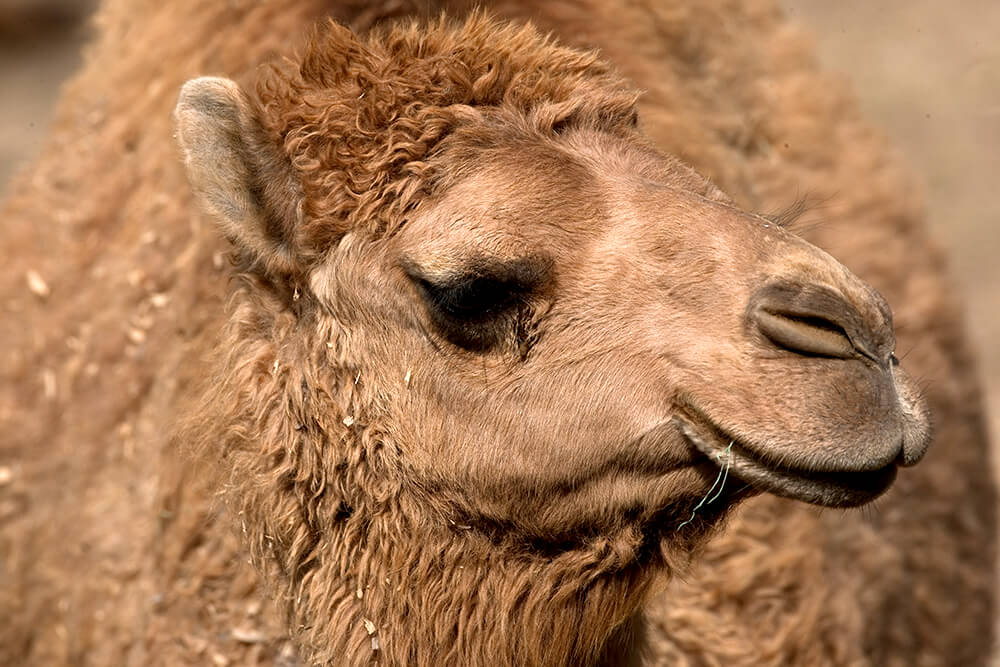 1000x667 > Camel Wallpapers