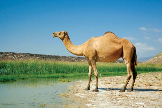 Nice Images Collection: Camel Desktop Wallpapers