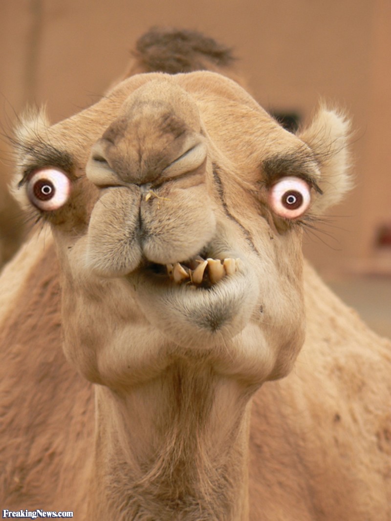 Camel HD wallpapers, Desktop wallpaper - most viewed