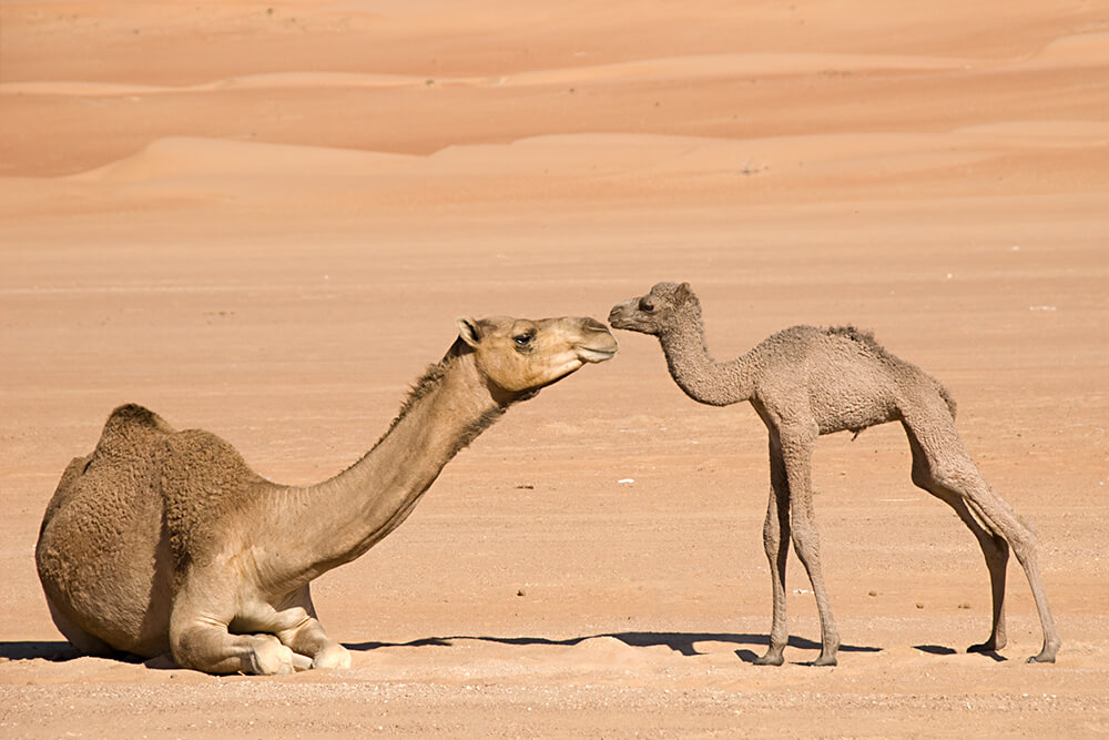 Images of Camel | 1000x667