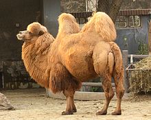 Amazing Camel Pictures & Backgrounds
