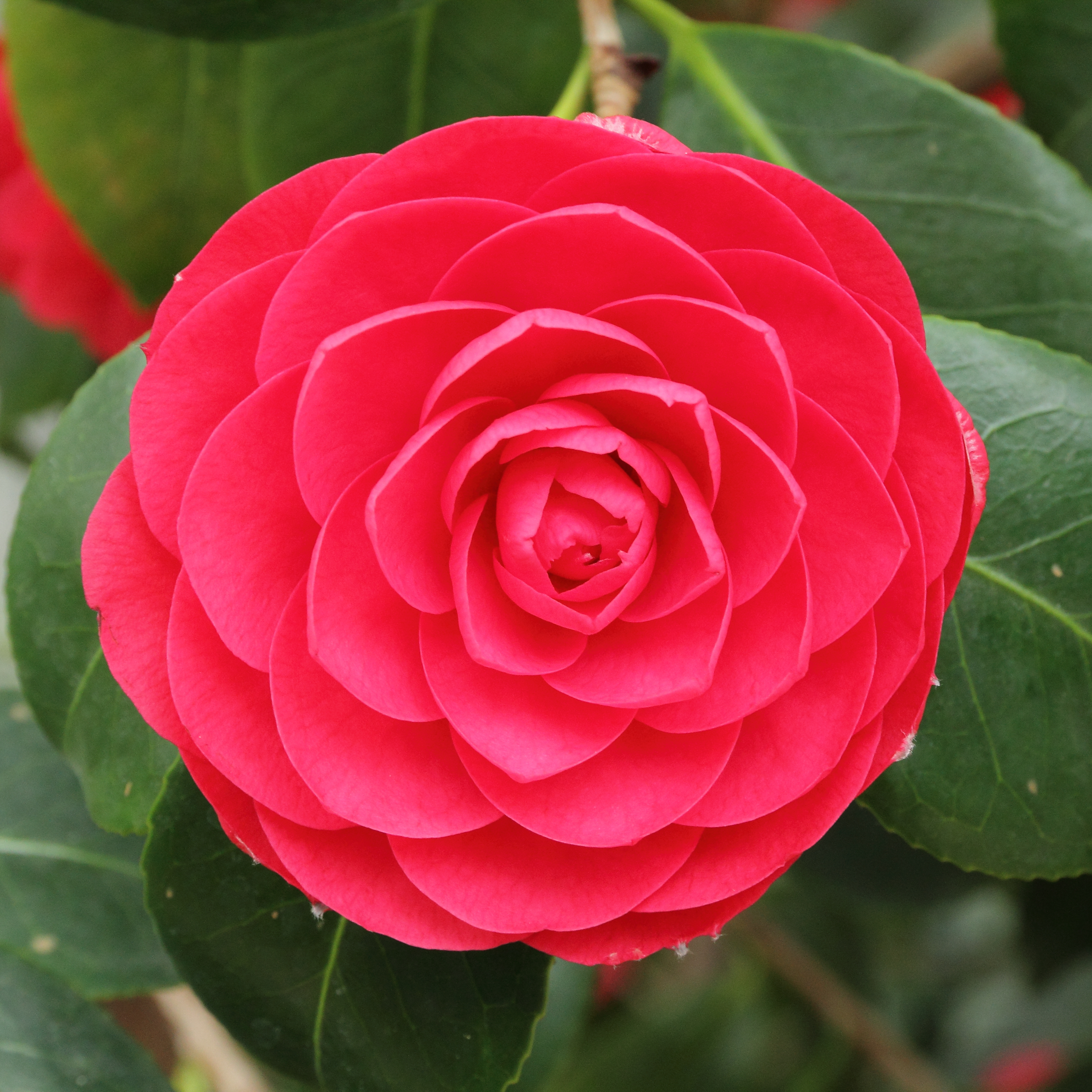 Camellia #9