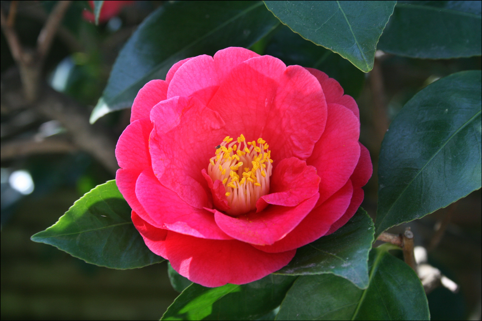 Camellia #3