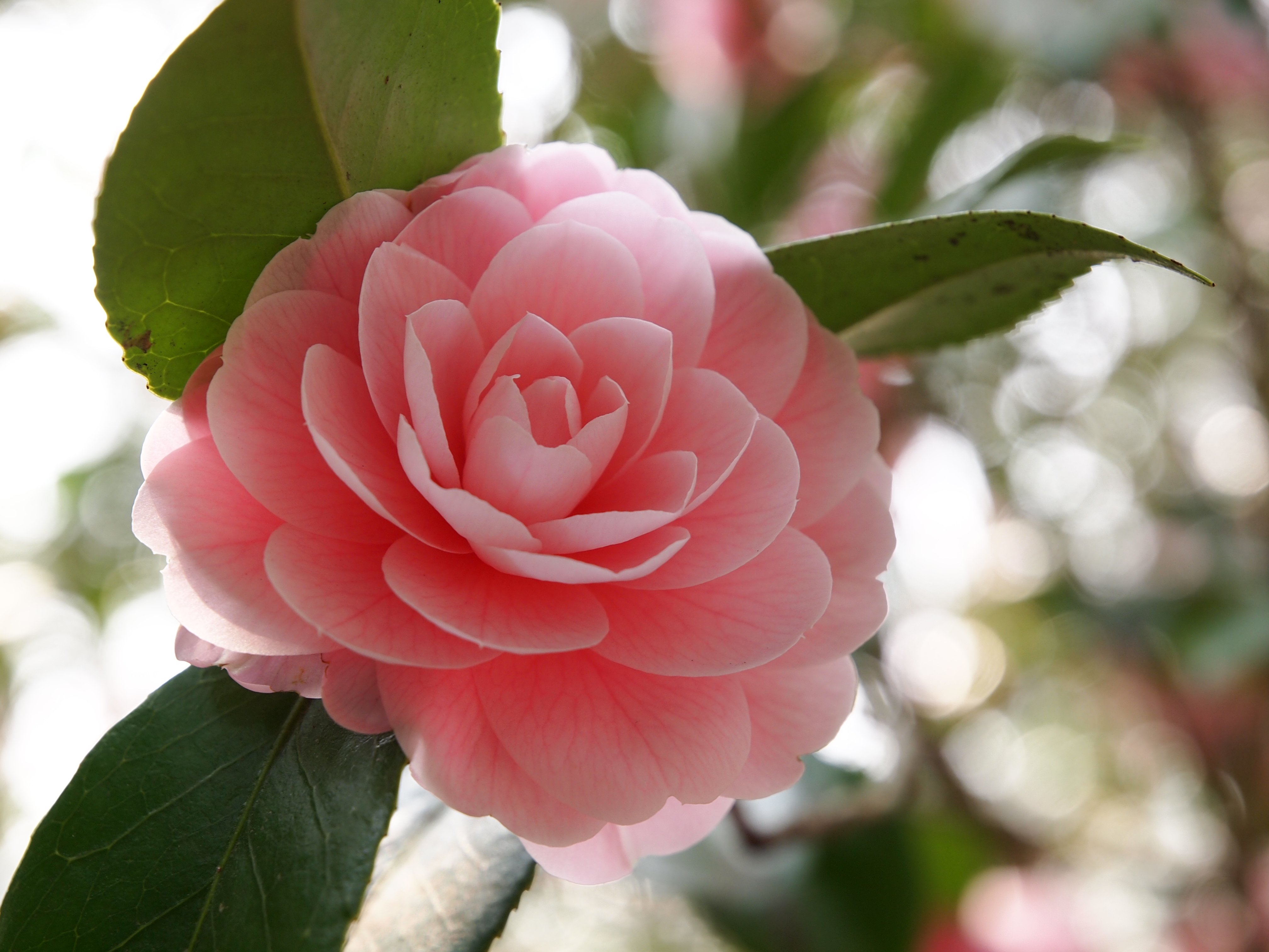 Nice Images Collection: Camellia Desktop Wallpapers