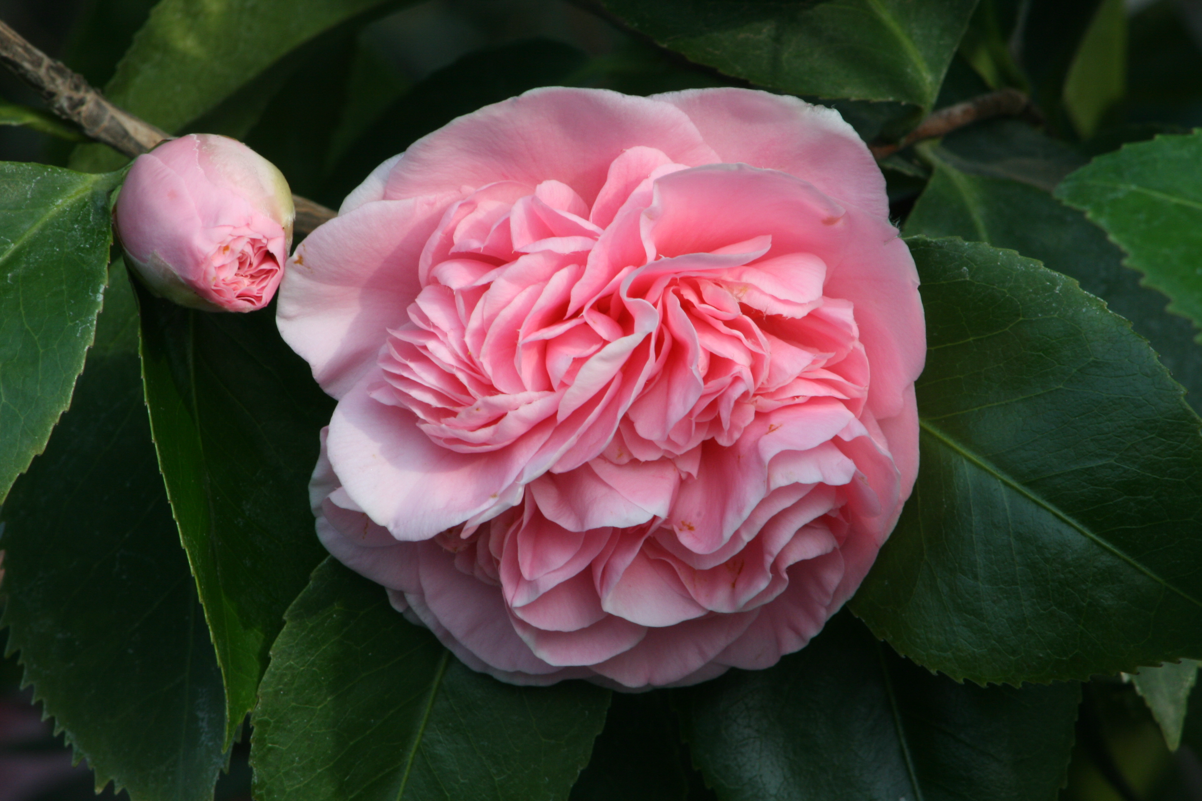 Camellia #7