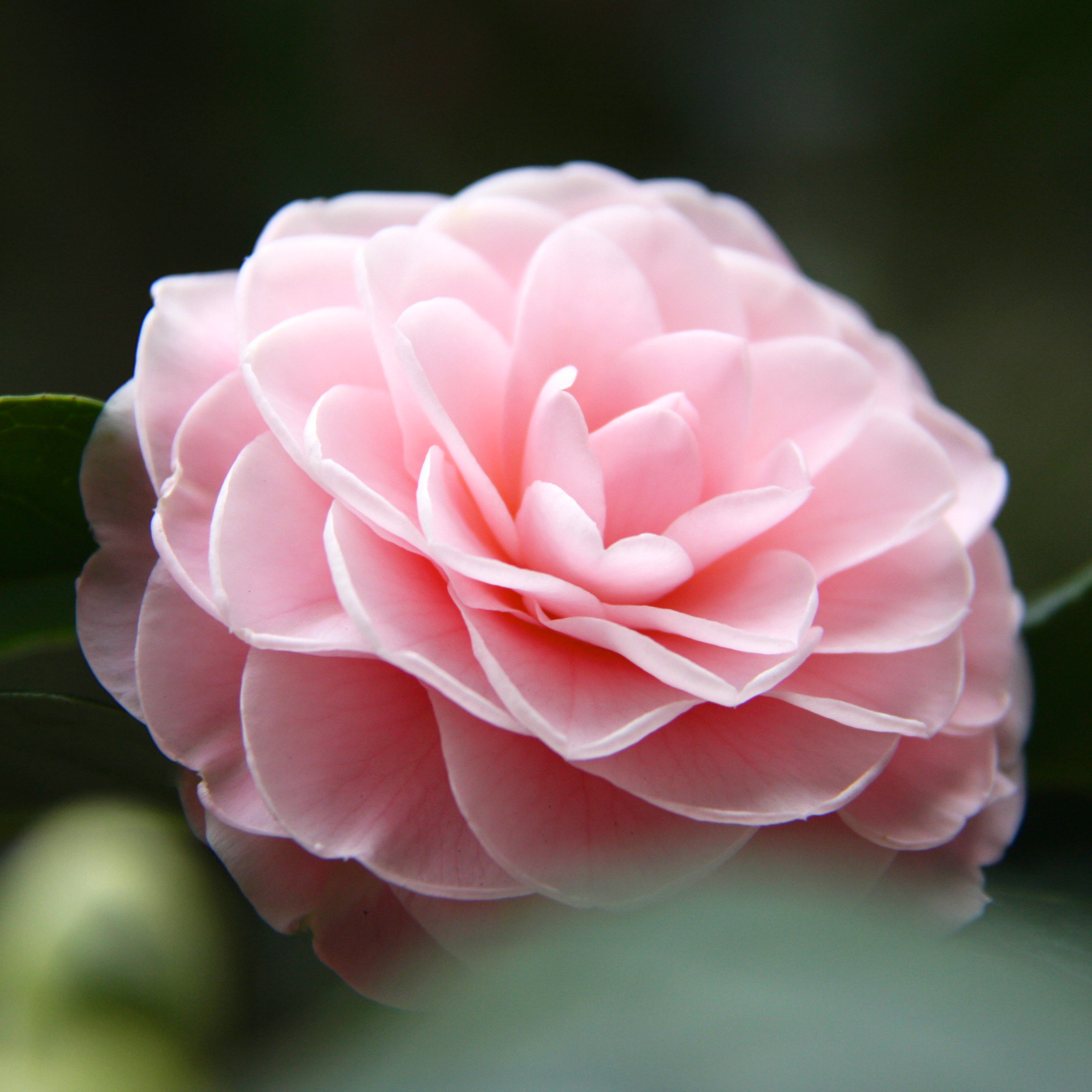 Camellia #6