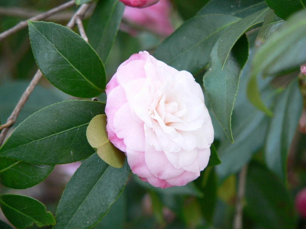 Camellia #1