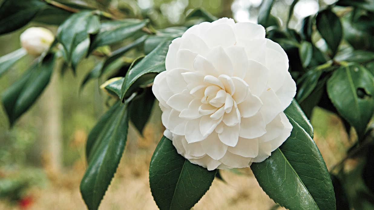 Camellia #12