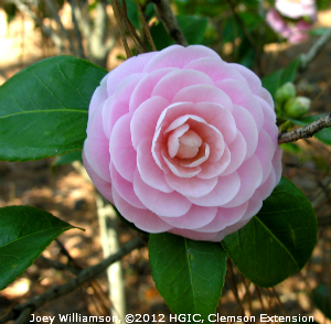 Camellia #17
