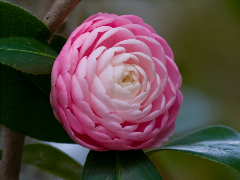 Nice wallpapers Camellia 800x600px