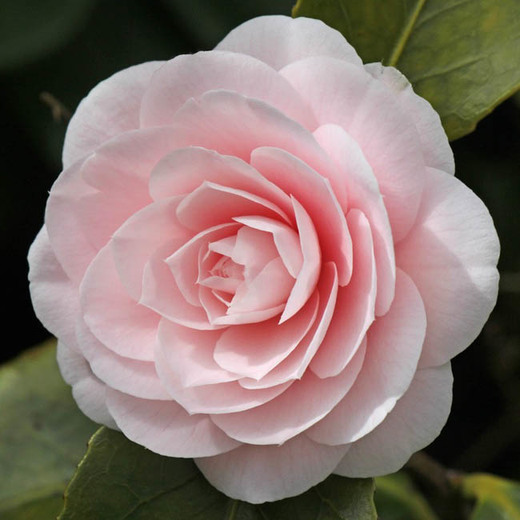 Camellia #24