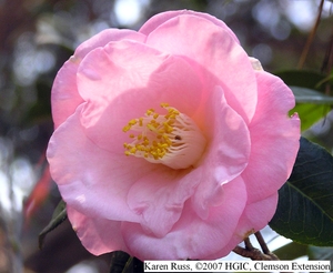 Camellia #18