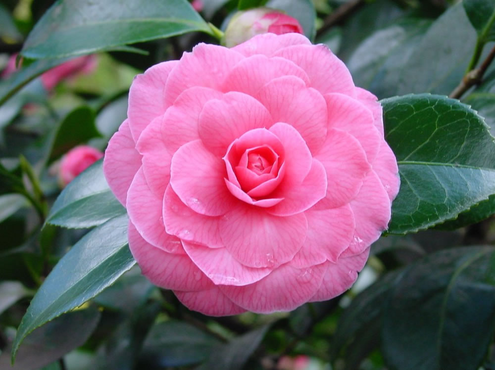 Nice Images Collection: Camellia Desktop Wallpapers