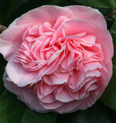 Camellia #16