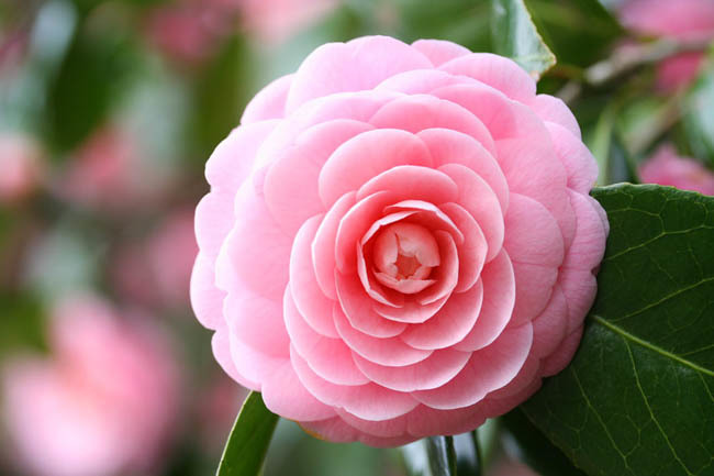 Nice wallpapers Camellia 650x433px