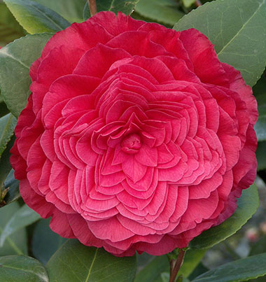 Camellia #13