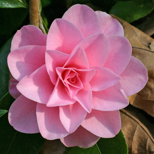 Camellia #20