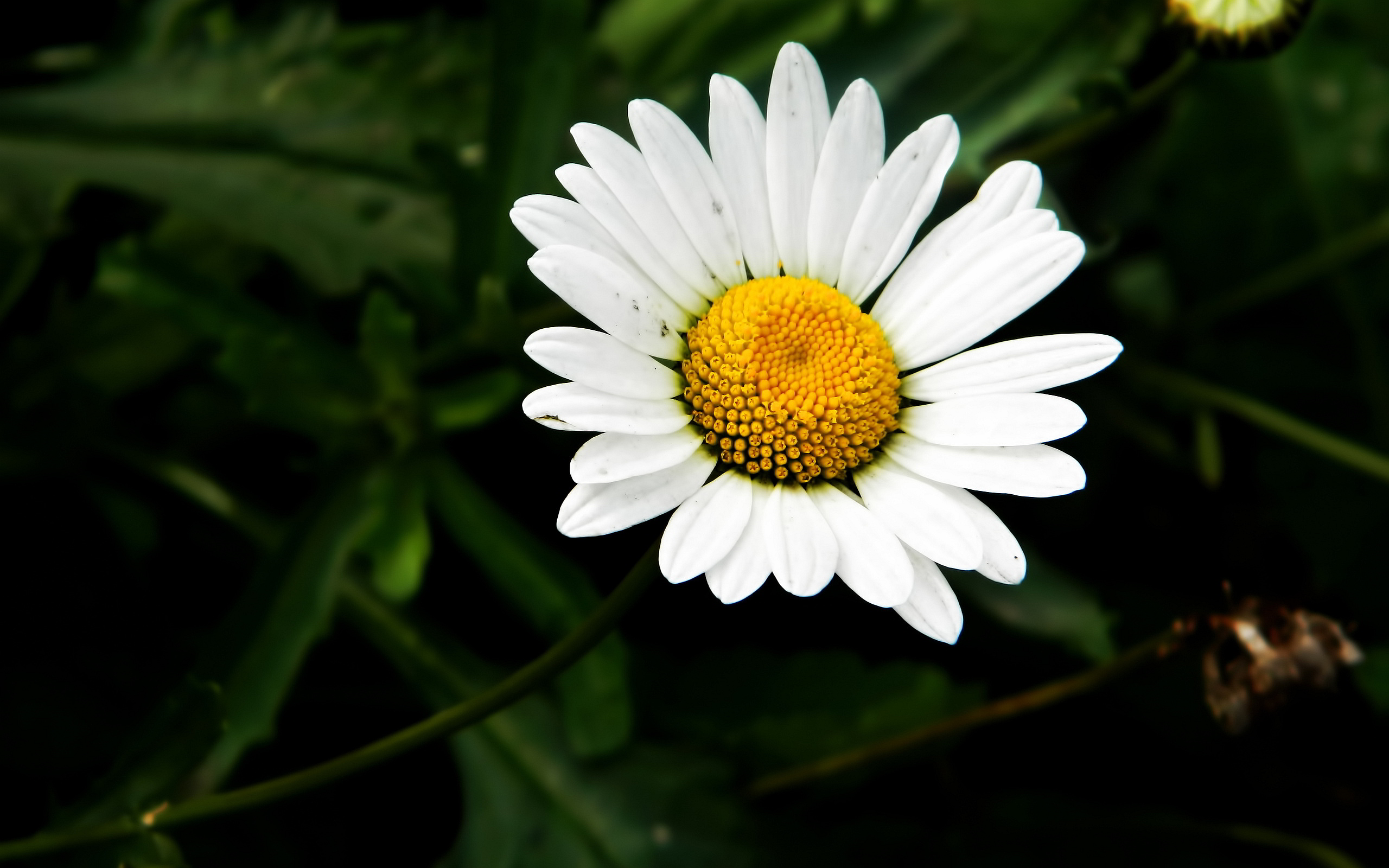 Images of Camomile | 2560x1600