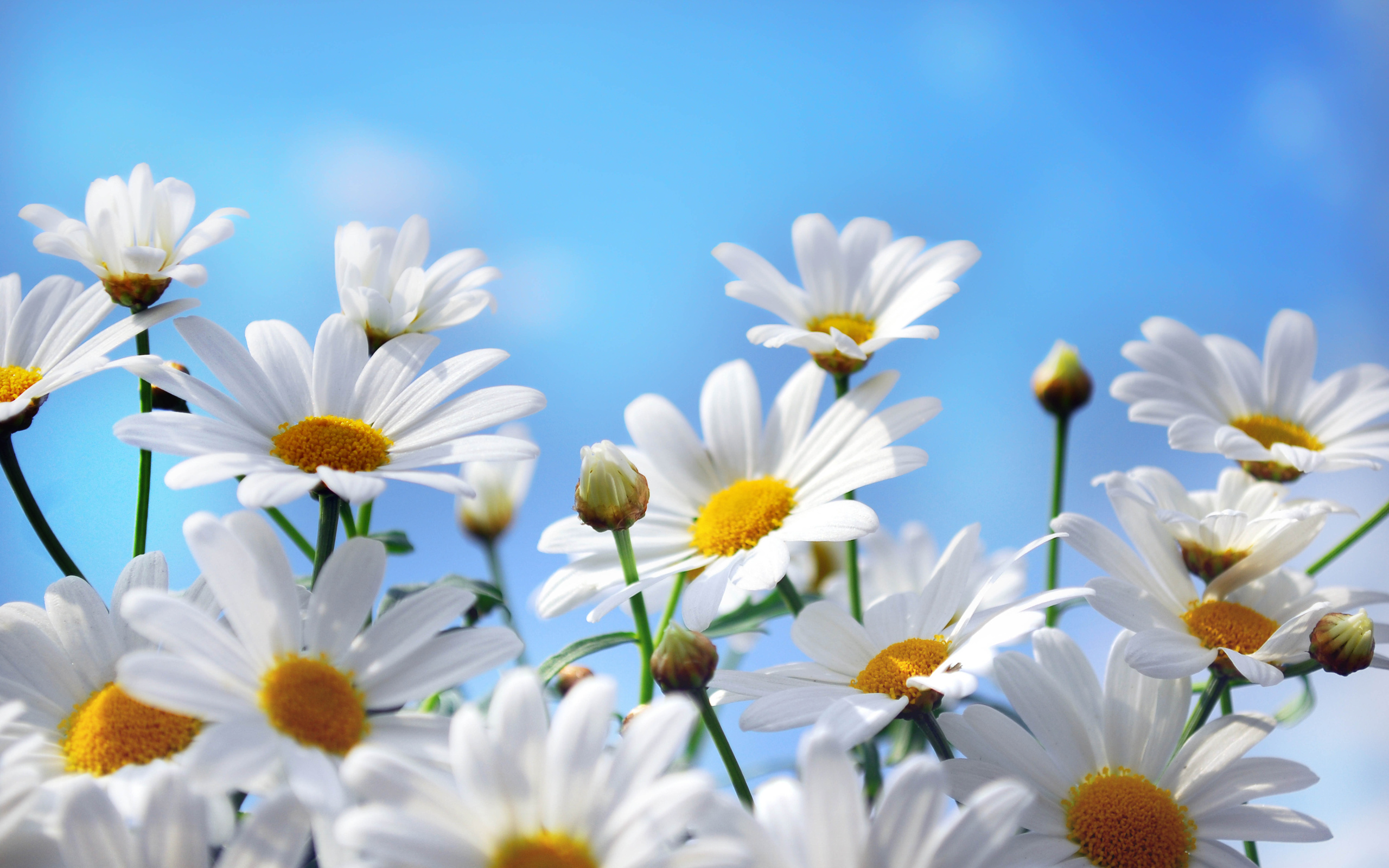 Nice wallpapers Camomile 2560x1600px