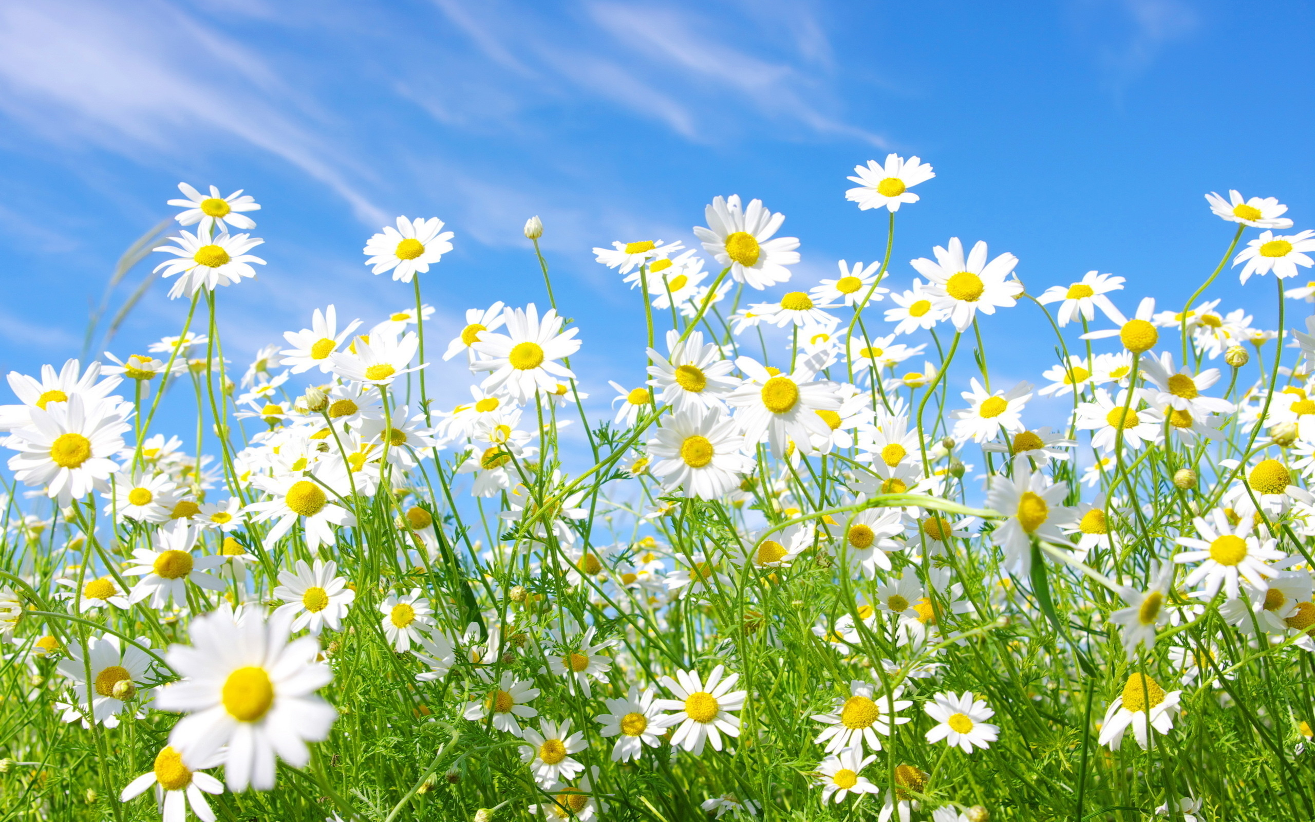 HD Quality Wallpaper | Collection: Earth, 2560x1600 Camomile