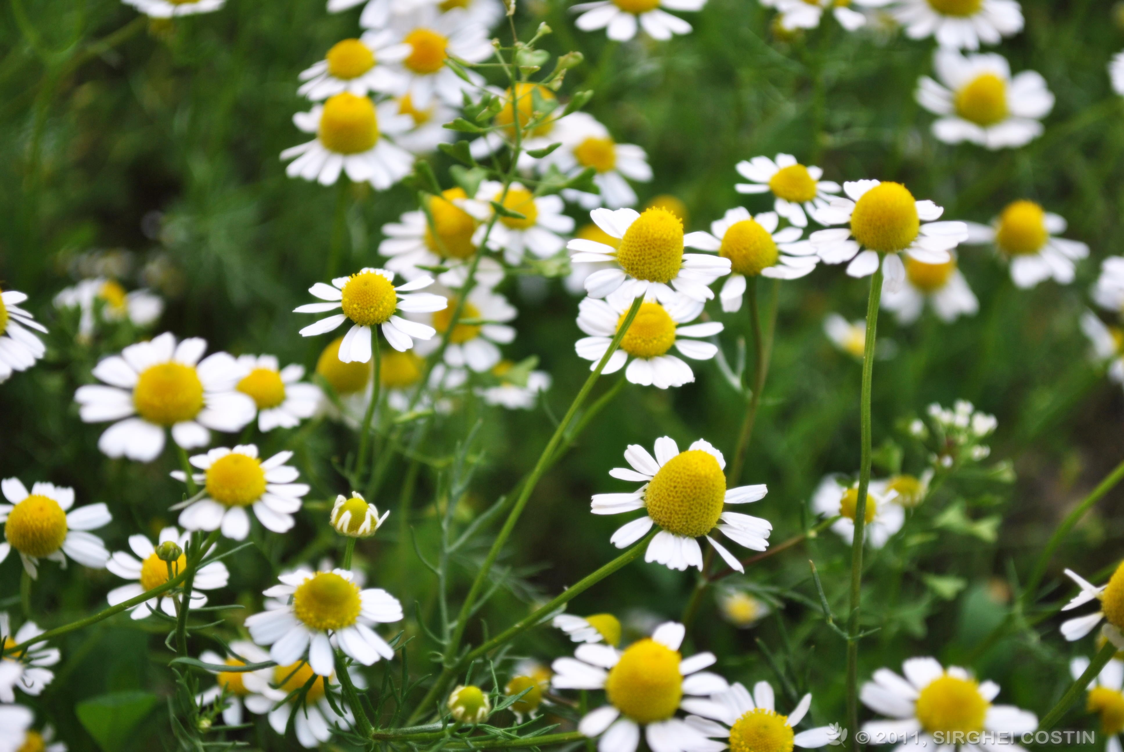 HQ Camomile Wallpapers | File 2733.52Kb