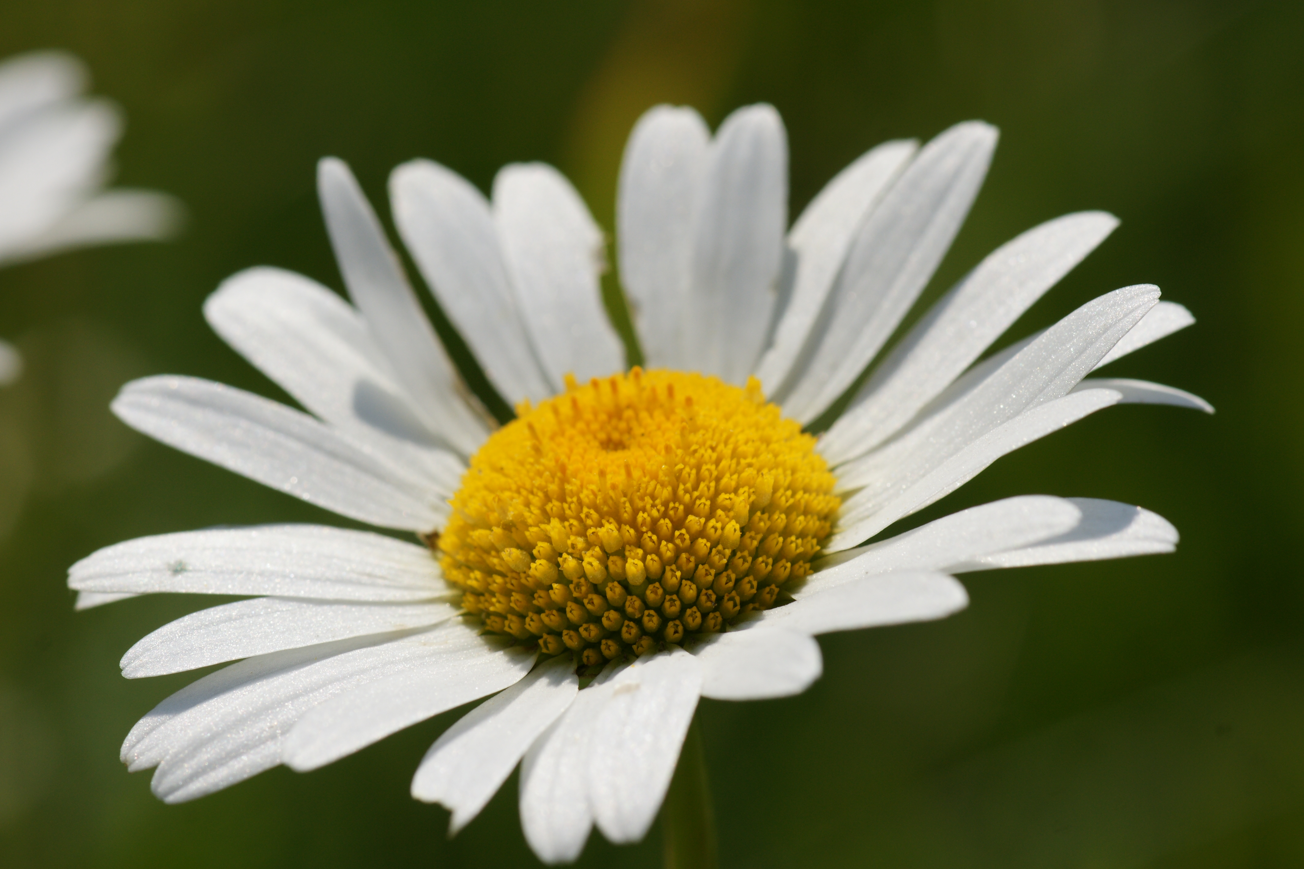 Camomile High Quality Background on Wallpapers Vista