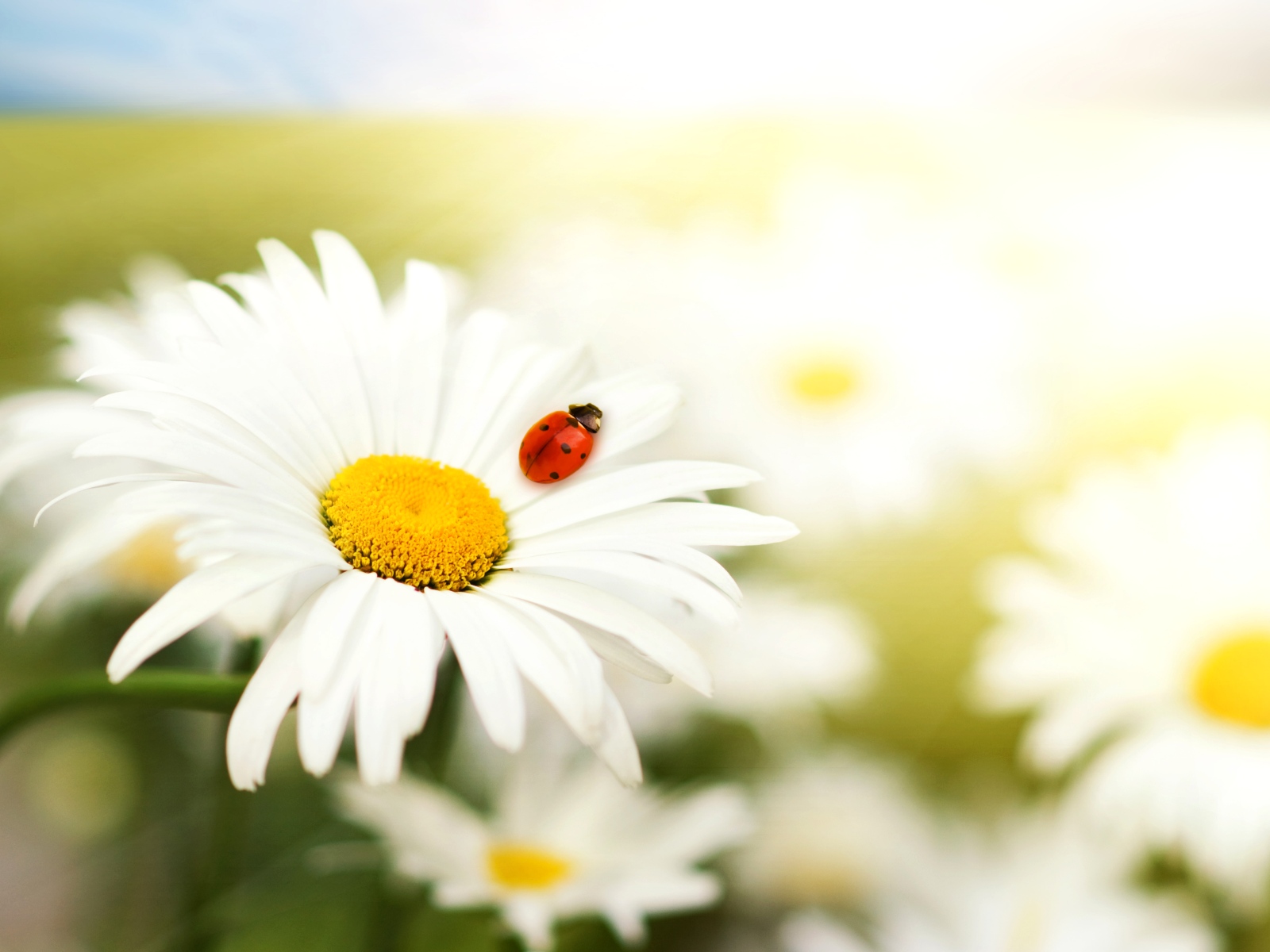 HQ Camomile Wallpapers | File 313.5Kb