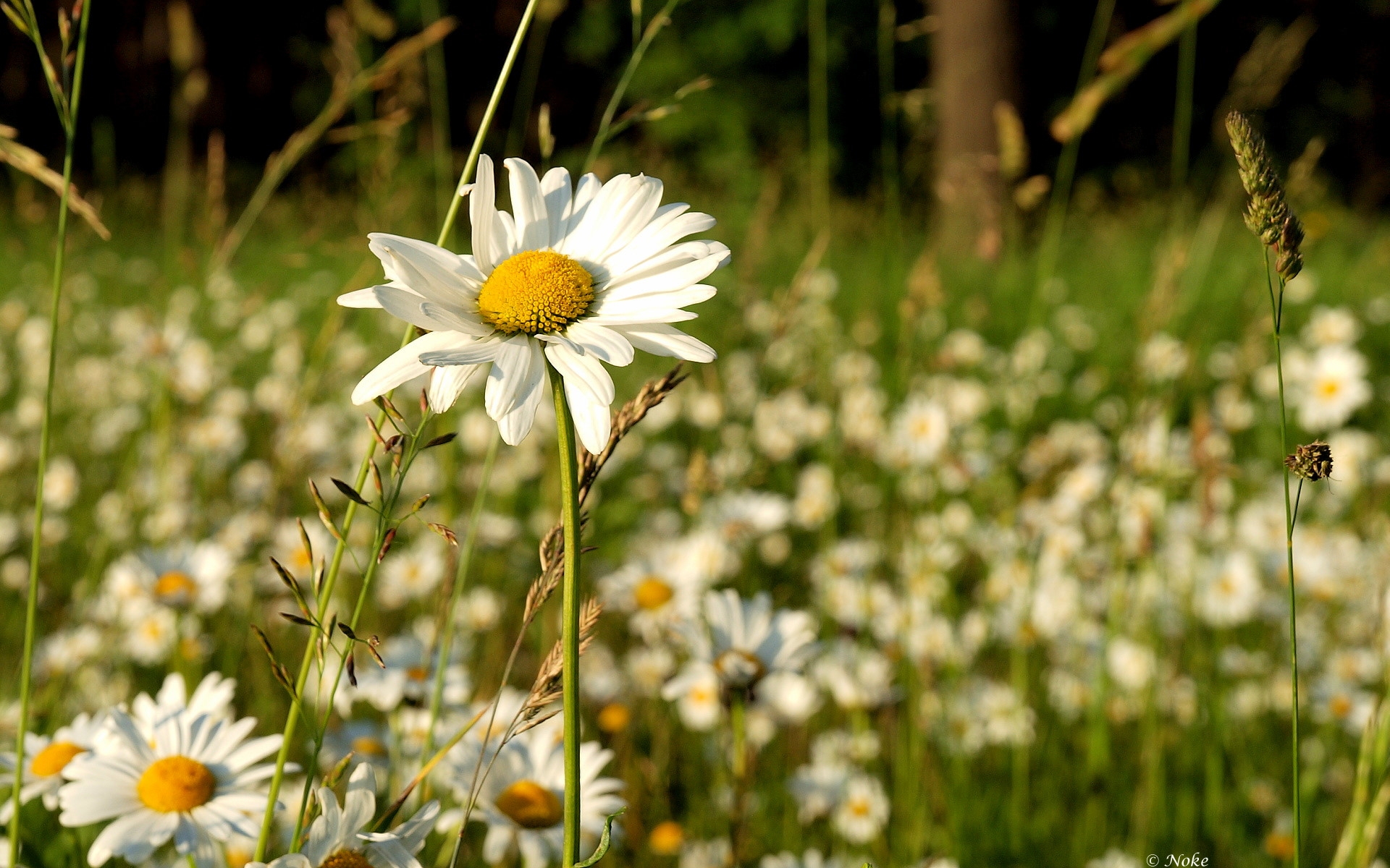 Amazing Camomile Pictures & Backgrounds