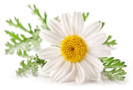 HQ Camomile Wallpapers | File 32.3Kb