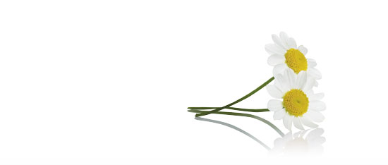 Camomile Backgrounds, Compatible - PC, Mobile, Gadgets| 550x234 px