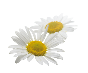 Images of Camomile | 300x250