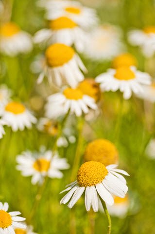 Images of Camomile | 319x480