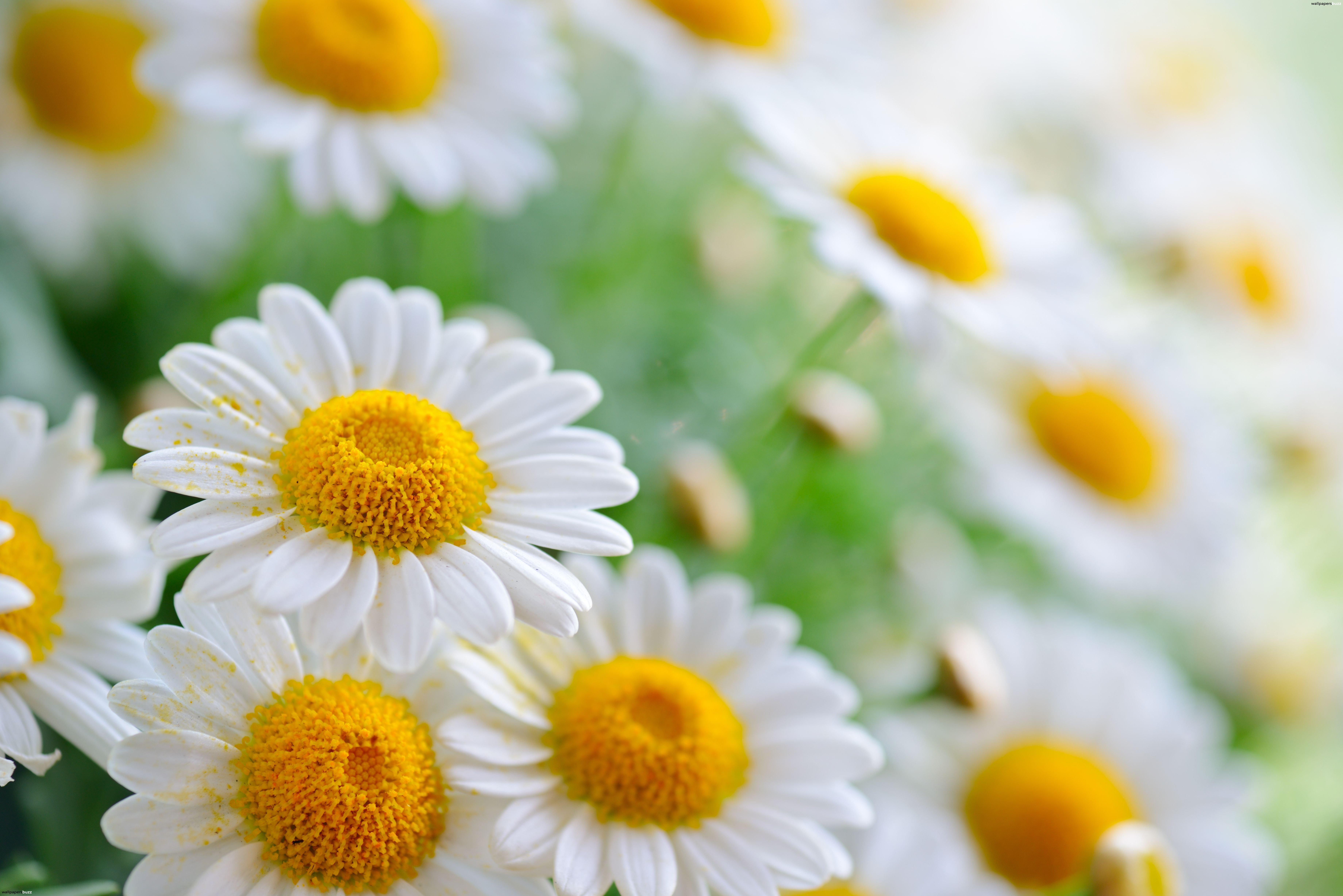 Nice wallpapers Camomile 7360x4912px