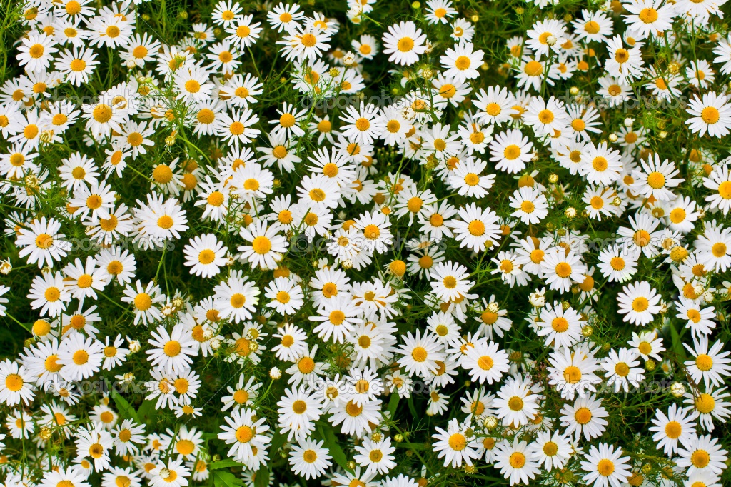 Camomile High Quality Background on Wallpapers Vista