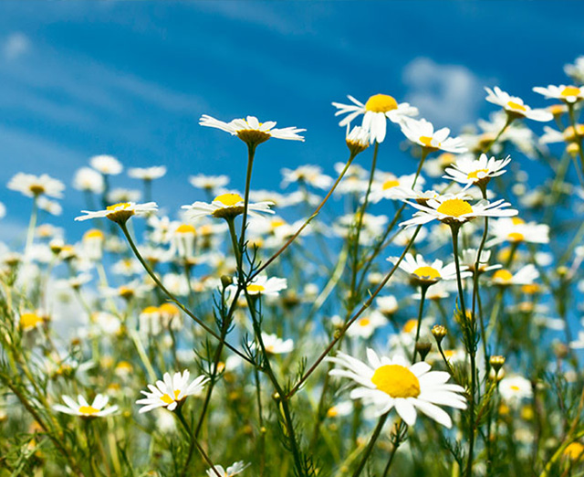 Nice Images Collection: Camomile Desktop Wallpapers