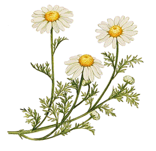 HQ Camomile Wallpapers | File 34.91Kb