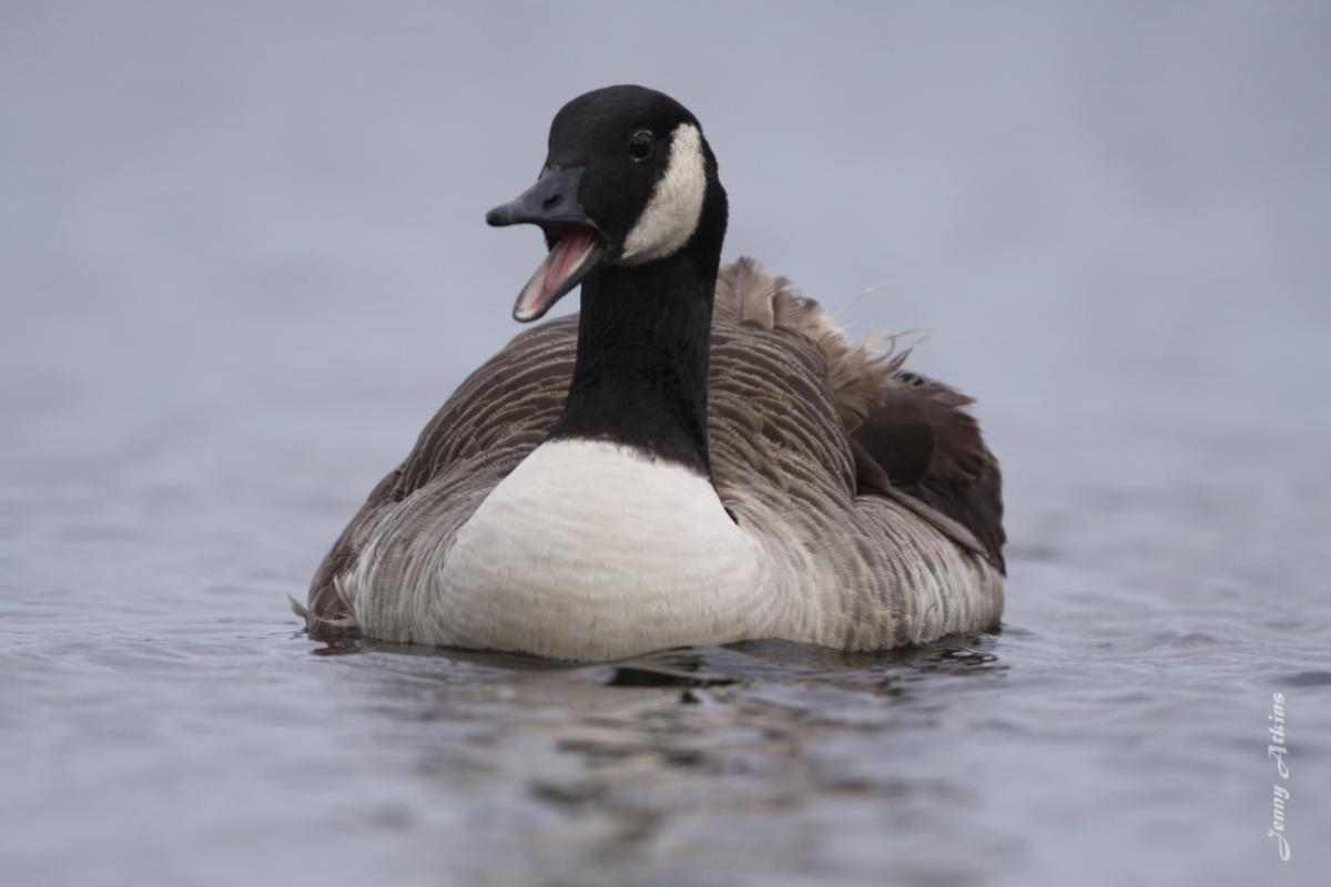 Nice wallpapers Canada Goose 1200x800px